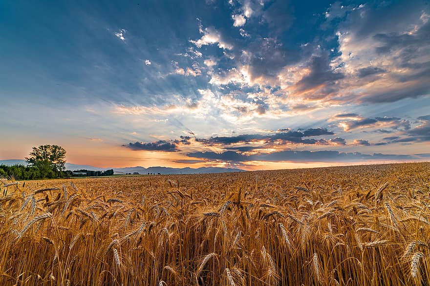 campo, trigo, colheita, verão, ao ar livre, nuvens, país, por do sol, arvores, natureza