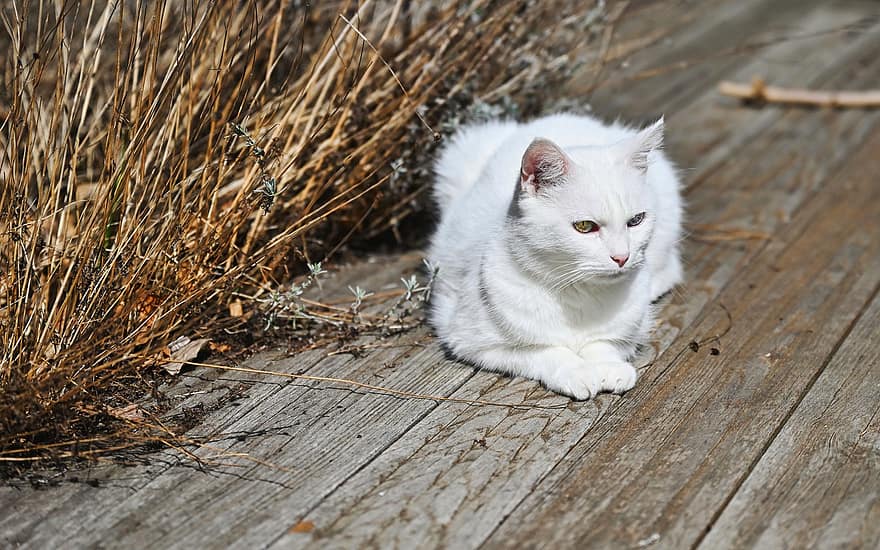 Cat, Domestic Animal, Cute, Outdoors, Fur, White, Beauty, Garden, Nature, Domestic Cat, Cat Eyes