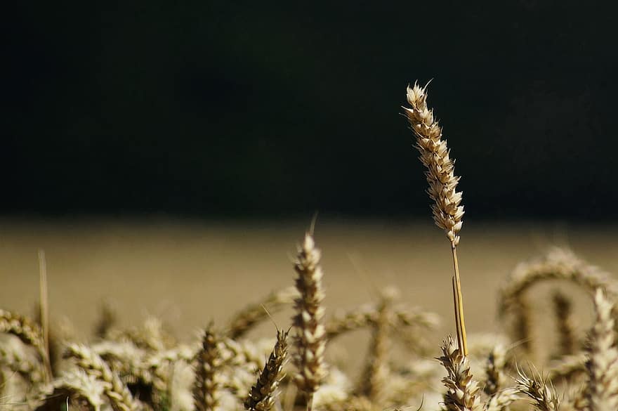 blat, camp de blat, cereals, halm, agricultura, planta, gra, naturalesa, menjar, Espiga