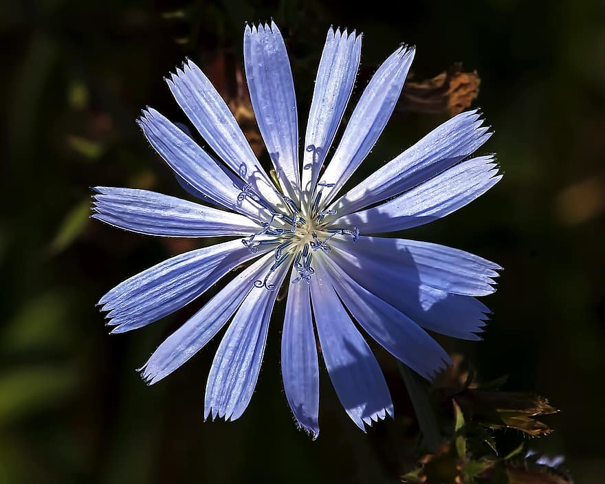 chicory, bunga, bunga biru, kelopak, kelopak biru, berkembang, mekar, flora, menanam, bunga liar, alam