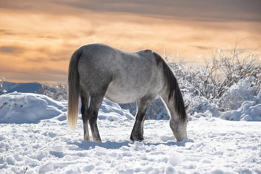 djur-, häst, vinter-, säsong, häst-, däggdjur, arter, bruka, snö, landsbygden scen, bete
