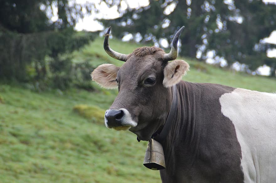 ko, Brunt schweizisk kvæg, kvæg, Amerikansk brun schweizisk, Allgäu, Tyskland, græs, Alperne