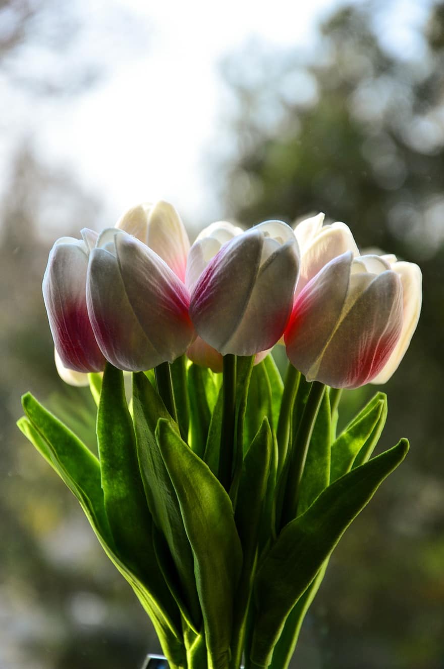 tulipaner, blomster, flor, kronblade, tulipaneblader, have, blomstre, flora, planter, natur, forår blomster