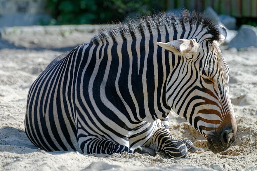 zebra, animal, mamífer, vida salvatge, animal salvatge, salvatge, negre, zoo, ratlles