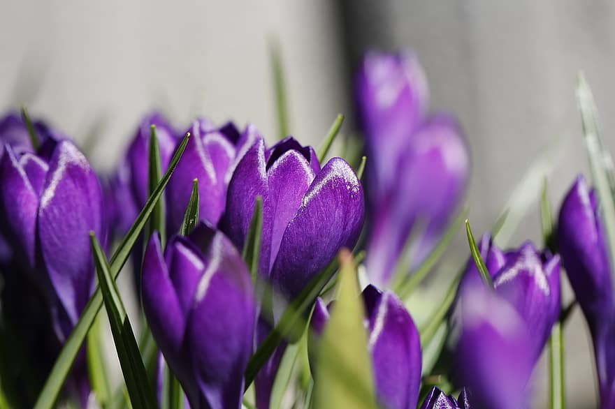 şofran, flori, plantă, primăvară, violet flori, violete flori, a inflori, inflori, devreme, floră, floare luncă