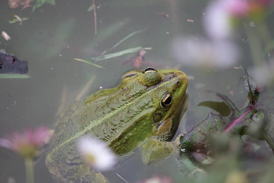 Frog, Nature, Pond, Wildlife, Animal, Amphibian