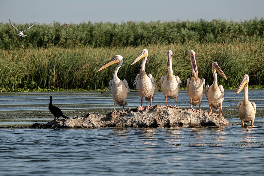 Große weiße Pelikane, Vögel beobachten, Donaudelta, Rumänien, Mahmudia, Carasuhatarea, Vogelgrafik, Vögel, Bootsfahrten, Erhaltung, Ökologie