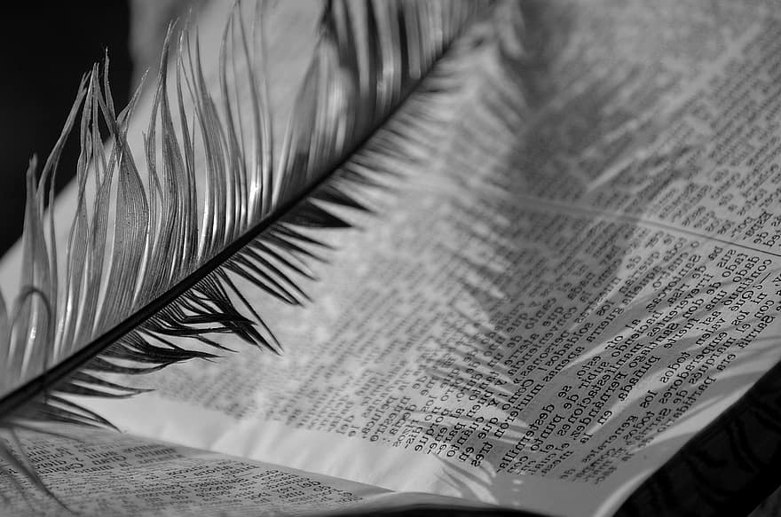 Word, Literature, Read, Book, close-up, pattern, leaf, macro, paper, feather, abstract