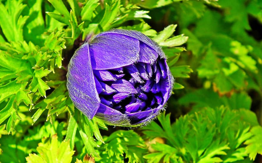 Flower, Anemone, Blooming Flower, Purple Flower, Spring, Garden, Nature, Close Up, leaf, plant, close-up