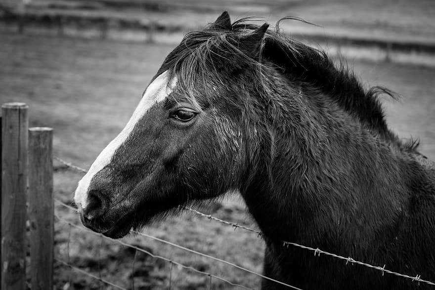 horse, head, animal, pony, close up, eye, ranch, farm, equine, equestrian, rural