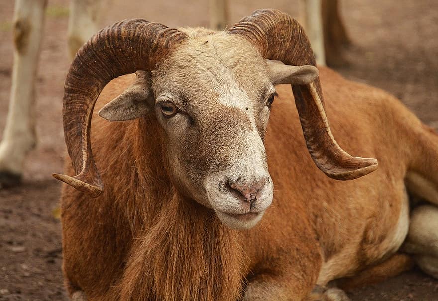 ovelha, RAM, animal, com chifres, Fazenda, cena rural, pecuária, fechar-se, cabeça de animal, bode, animais em estado selvagem