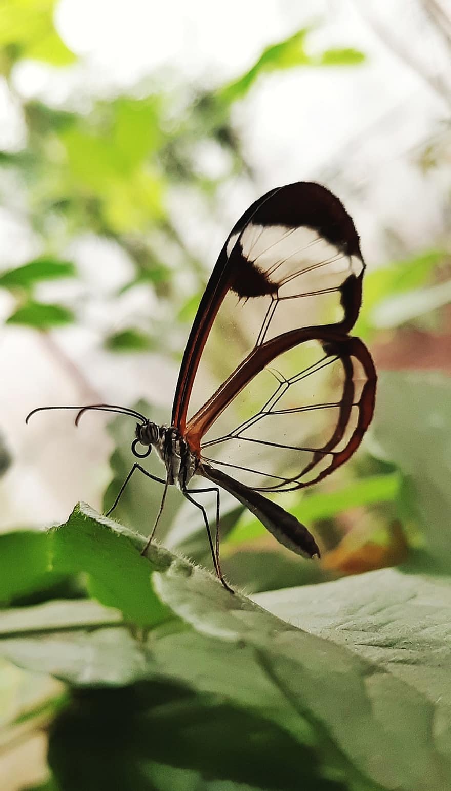 glasswing, sommerfugl, insekt, blader, vinger, gjennomsiktig, anlegg, hage, natur, nærbilde, multi farget