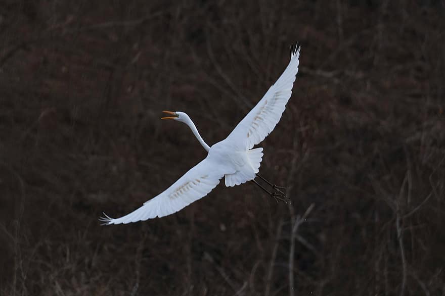 白鷺、鳥、フライト、飛行、飛んでいる鳥、翼、白い鳥、羽毛、白い羽、アベニュー、鳥類
