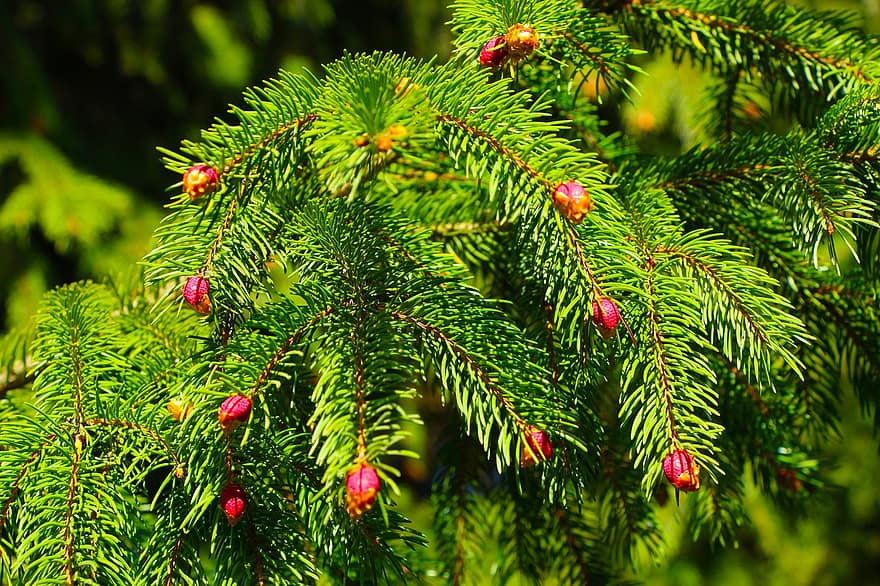 Spruce, Twigs, Berries, Nature, tree, close-up, branch, green color, plant, leaf, coniferous tree