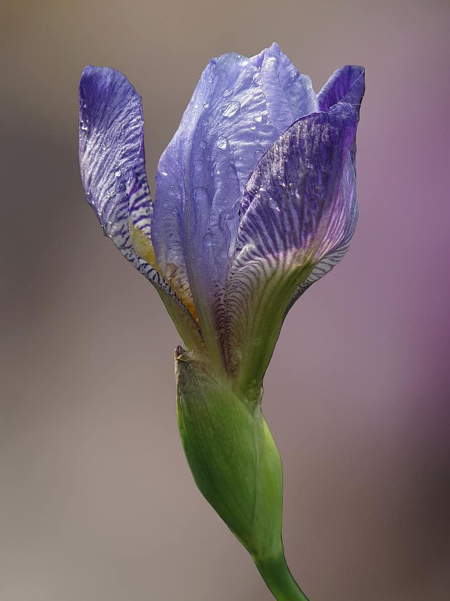 flor, iris, floración