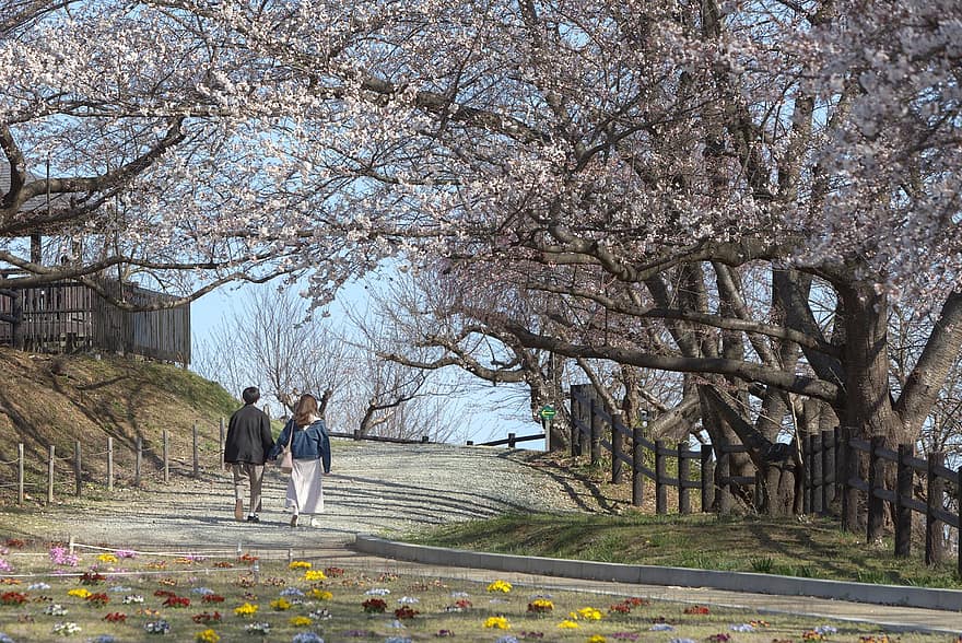 Sakura, cseresznye virágok, tavaszi, párosít, séta, romantikus, Japán, évszaki, fa, virág, férfiak