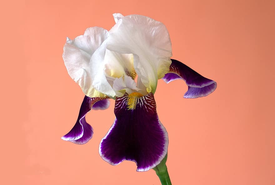flor, lirio, iris, floración