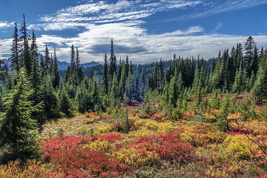 Mountain, Meadow, Cascades, Mt Rainier, Washington