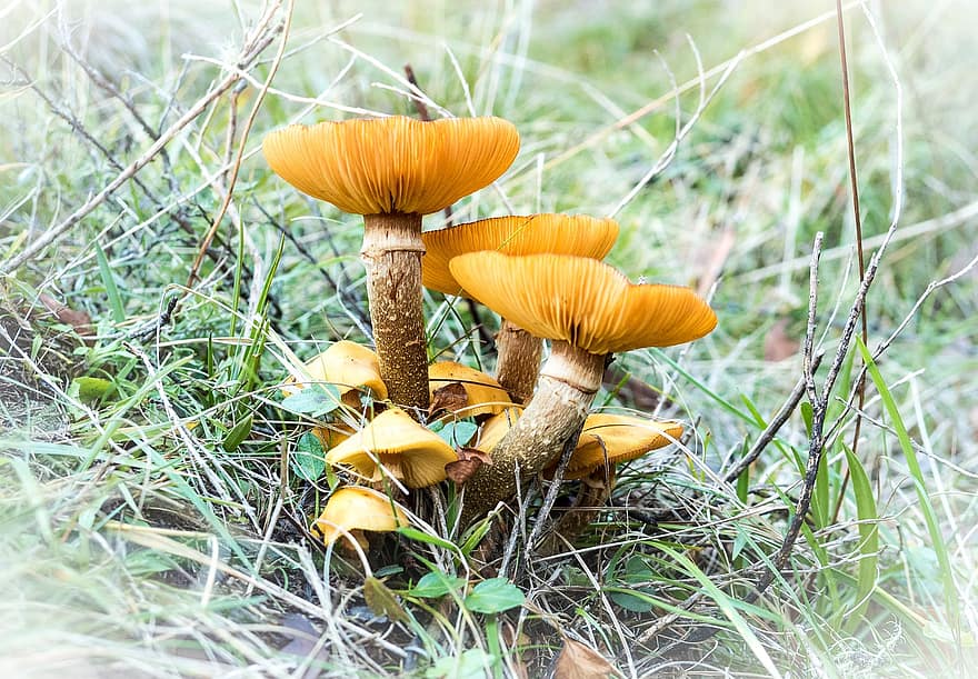 грибы, микология, NSW, Австралия
