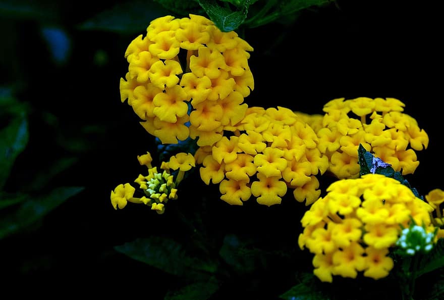 Lantanas, bunga-bunga, bunga kuning, kelopak, kelopak kuning, berkembang, mekar, abadi, flora
