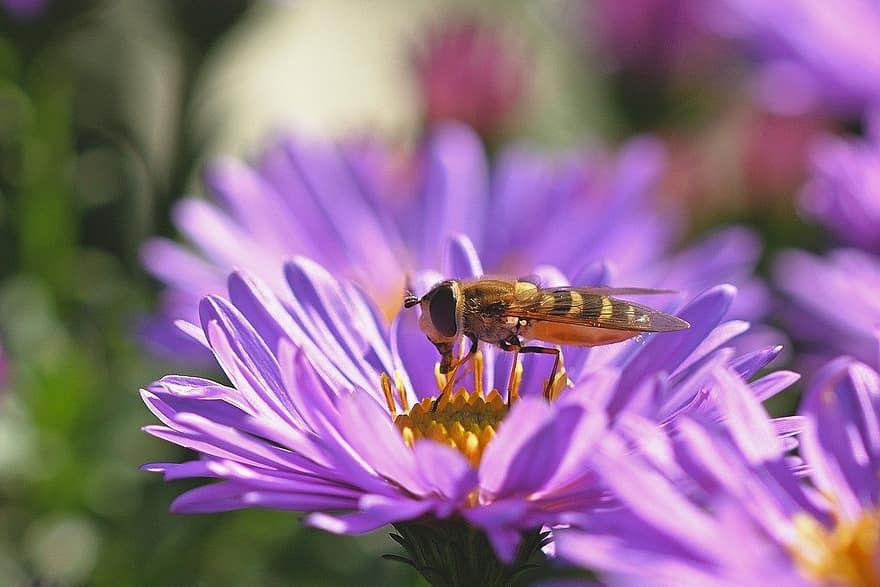 blomma, pollinering, hoverfly, natur, närbild, makro, insekt, växt, sommar, bi, djur-