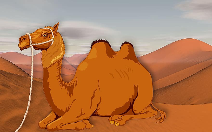 kamielis, tuksnesis, kāpas, smiltis, sahara, plašs, kāpa, smilšu kāpas, debesis