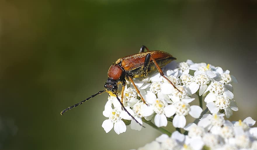 kumbang, serangga, bug, antena, bunga-bunga, menanam, kelopak, penyerbukan, serbuk sari