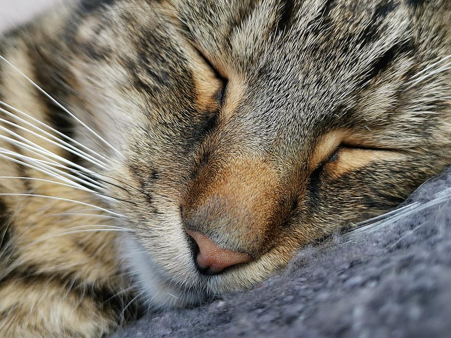 macska, alvás, macskaféle, házi kedvenc, pofaszakáll, belföldi, cica, arc