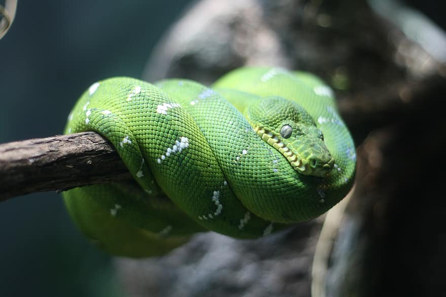 Reptil, Schlange, Tier, Smaragdbaumboa, Spezies, Kreatur, Makro, Tiere in freier Wildbahn, Nahansicht, giftig, grüne Farbe