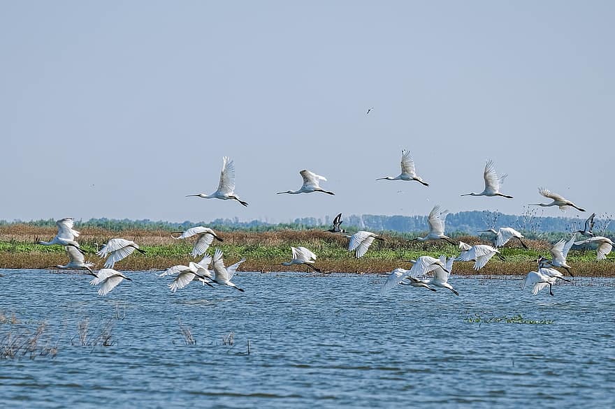 Billetes de cuchara, aves, rebaño, lago, vuelo, delta del Danubio, ornitología, fauna silvestre, agua, naturaleza, paisaje