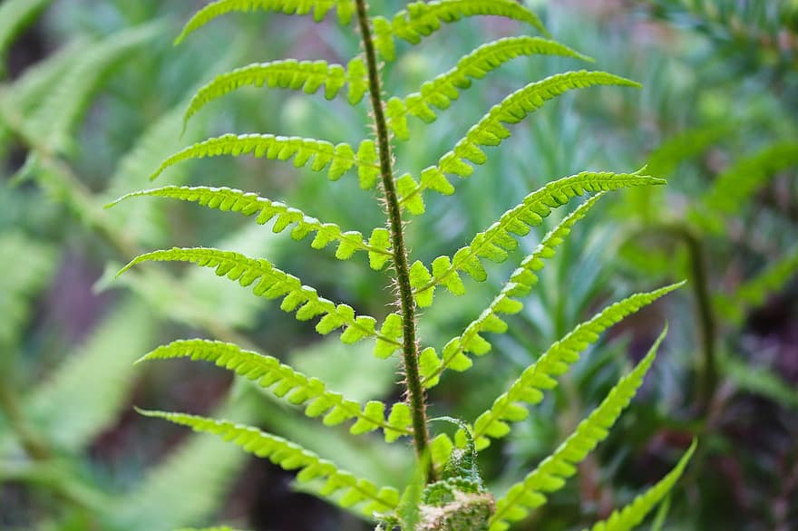 Fern, Fern Fronds, Botany, Leaves, Growth, Macro, Nature, Sporangia, Close Up, leaf, green color