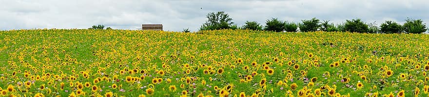 bunga matahari, musim panas, flowr, alam, liar, bunga-bunga, kuning, taman, hijau, lebah, daun bunga