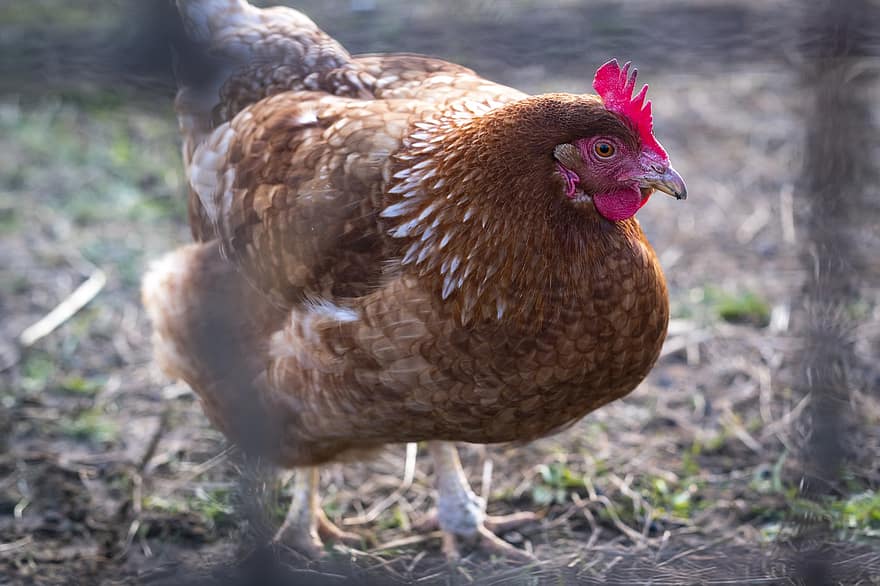 Chicken, Hen, Poultry, Bird, Fowl, Animal, Plumage, Farmyard