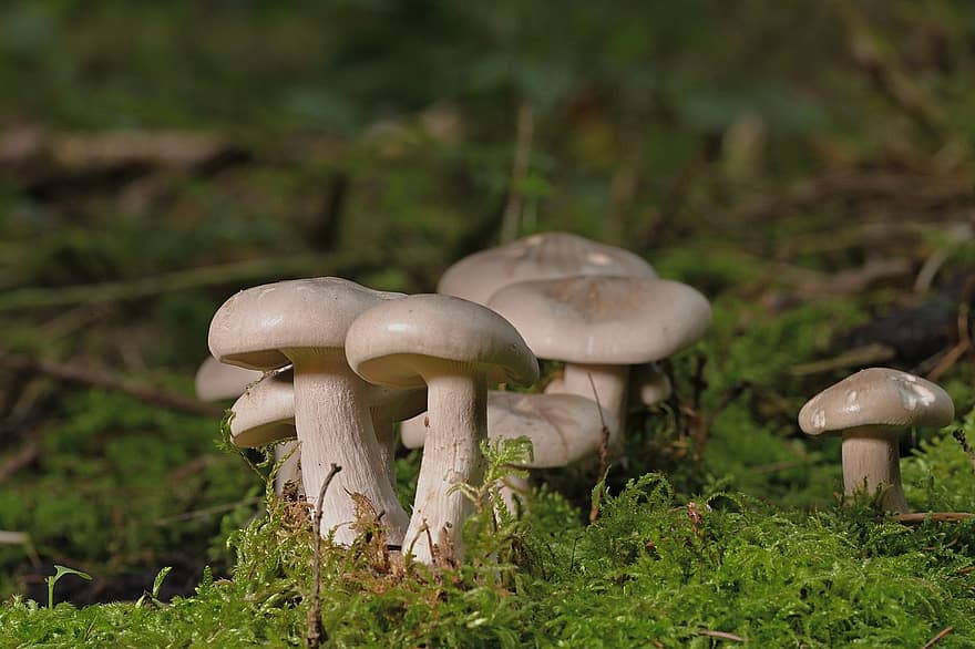 Mushrooms, Plants, Toadstool, Moss, Mycology, Forest, Wild, close-up, fungus, autumn, uncultivated