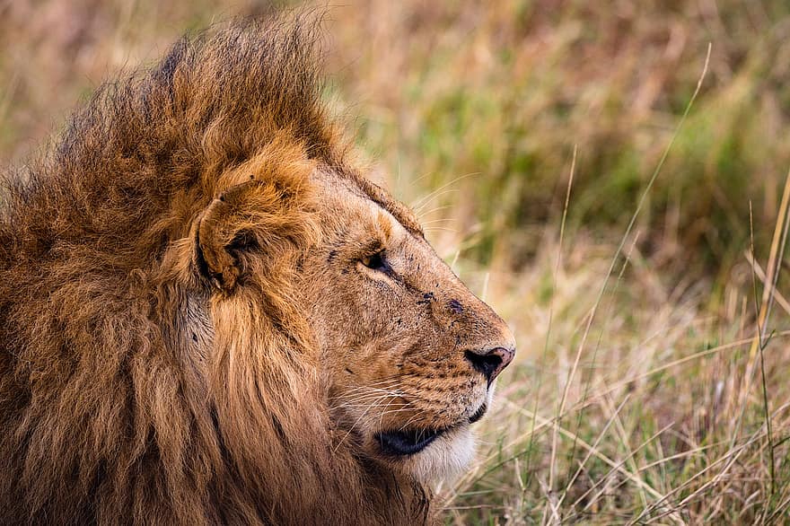 Lion, animal, tête, portrait, prédateur, gros chat, carnivore, mammifère, faune, région sauvage, safari