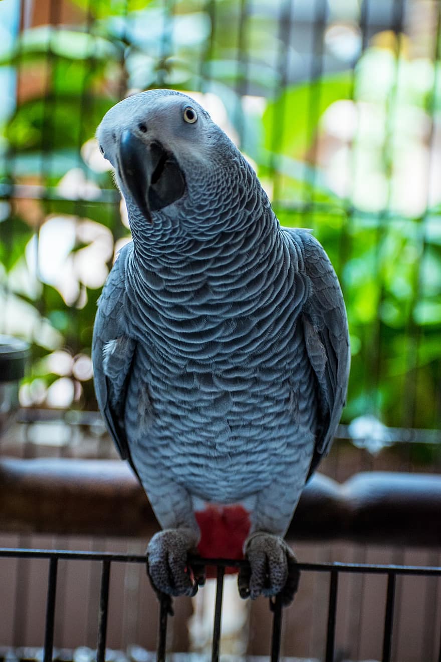 grå papegoja, papegoja, fågel, Kongo afrikansk grå, congo grå papegoja, congo african gray papegoja, afrikansk grå papegoja, djur-, avian, tropisk fågel