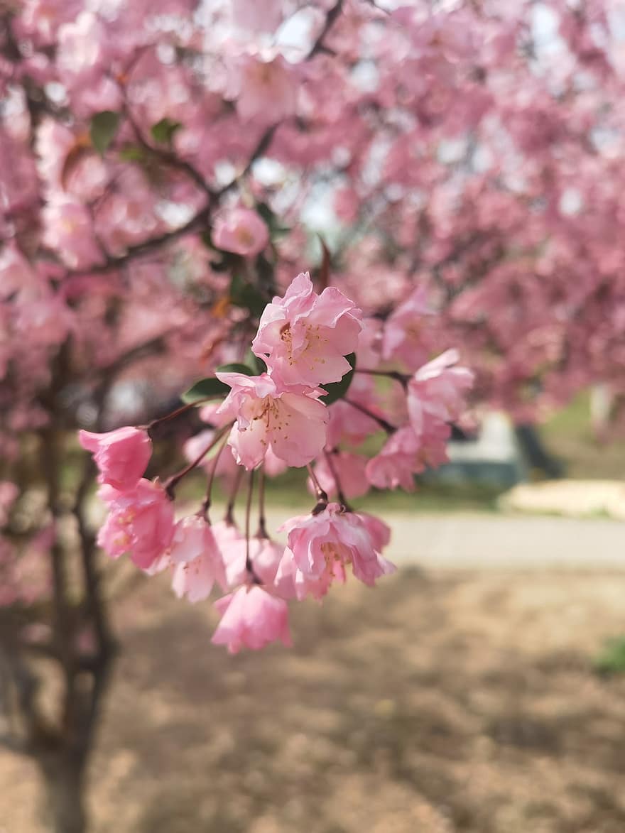 Flores rosadas, Flores de cerezo, sakura, naturaleza