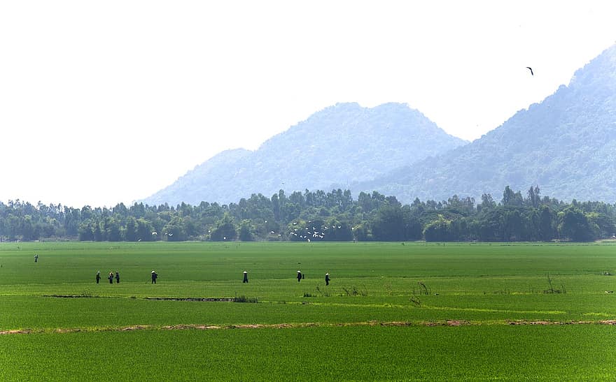 рисовое поле, рисовые поля, природа, вьетнамский пейзаж, пейзаж, трава, луг, сельская сцена, летом, ферма, зеленого цвета