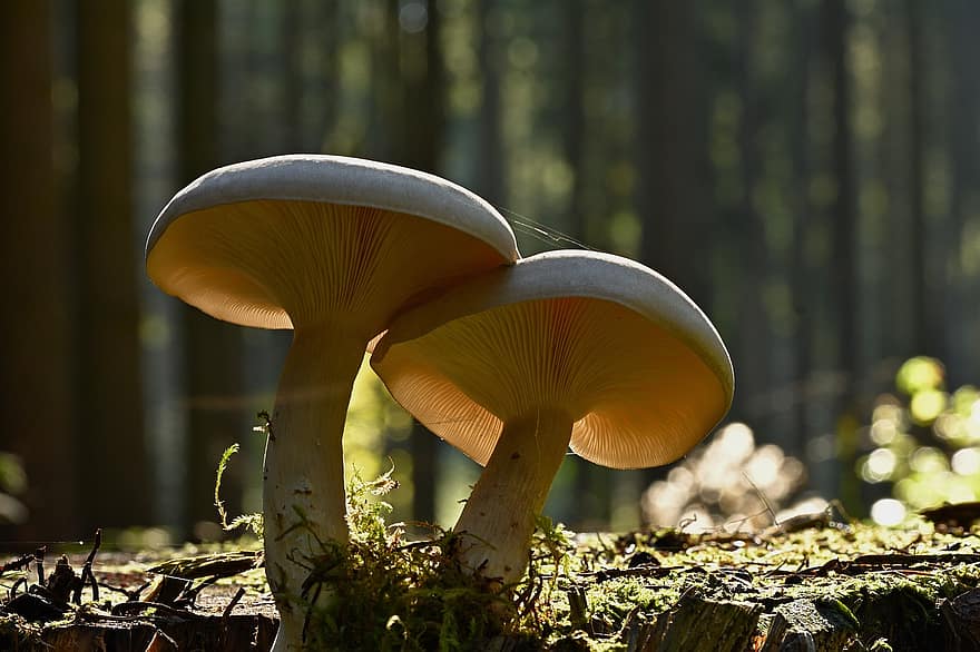 mushrooms, fungus, toadstool