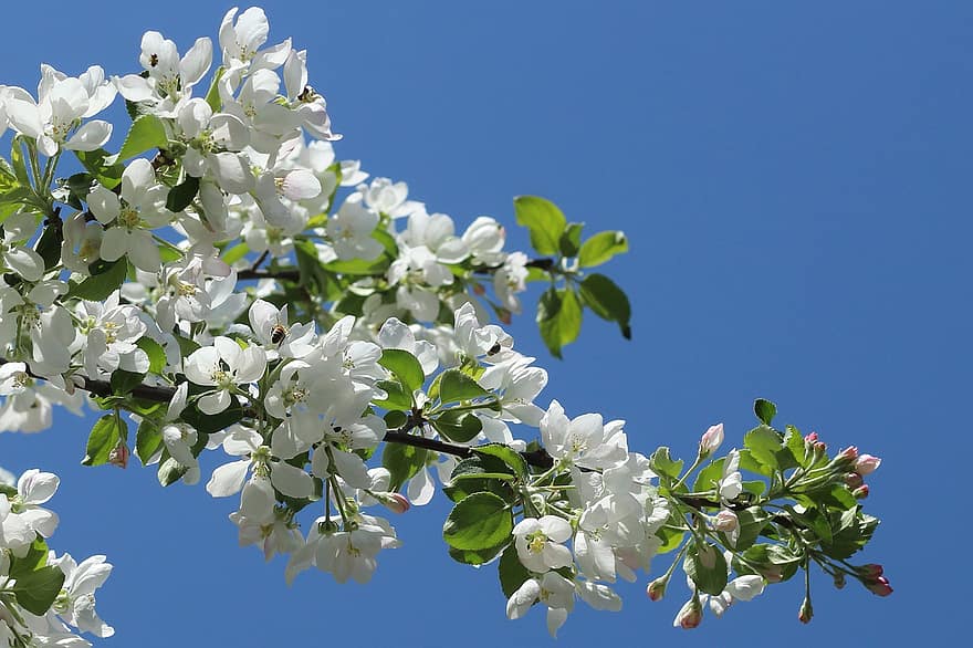äppelträd, äppelblomningar, äppelblommor, vita blommor, vår, blommor, blomma, flora, springtime, blad, gren