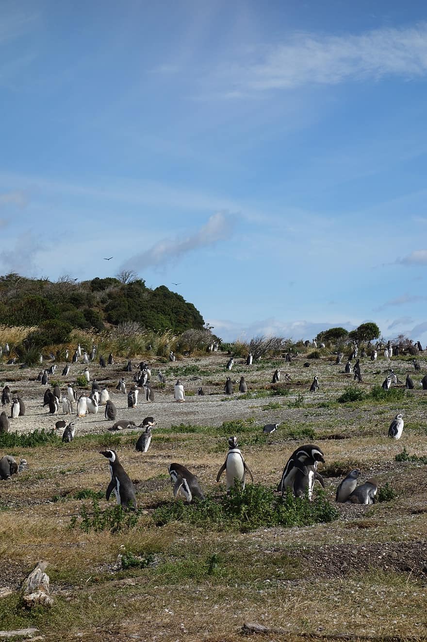 natura, pinguini, animale, argentina, patagonia