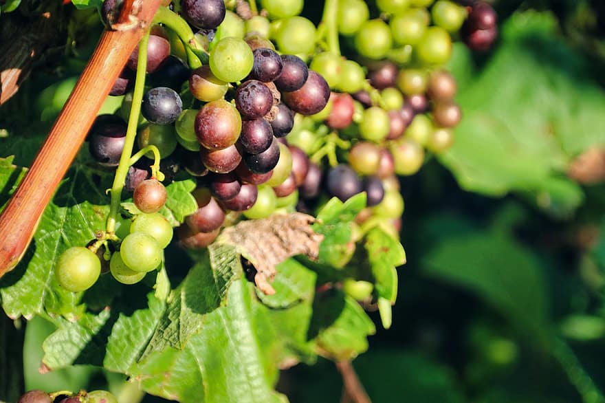 anggur, selentingan, winegrowing, pemeliharaan anggur, buah-buahan, rhineland-palatinate