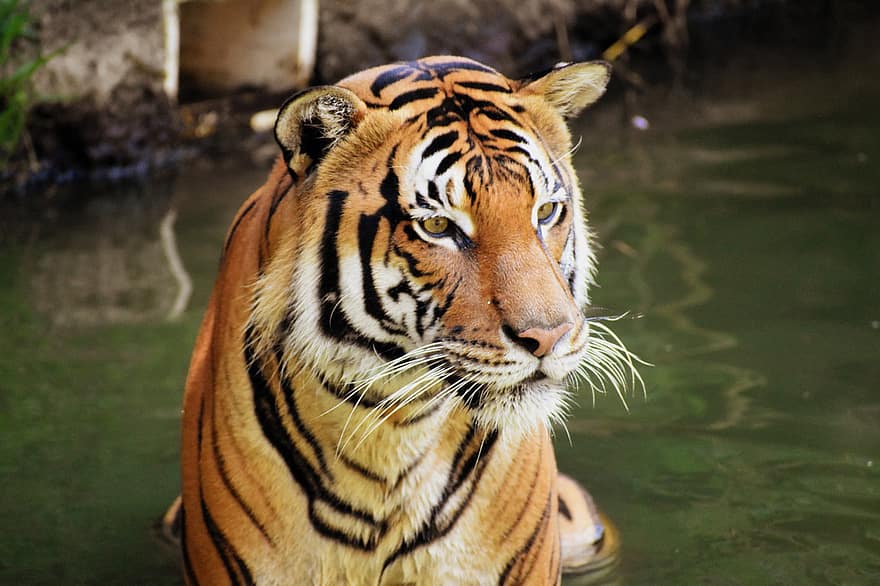 tigras, gyvūnas, zoologijos sodas, didelė katė, malajiečių tigras, juostelės, kačių, žinduolių, pobūdį, laukinės gamtos, laukinės gamtos fotografija
