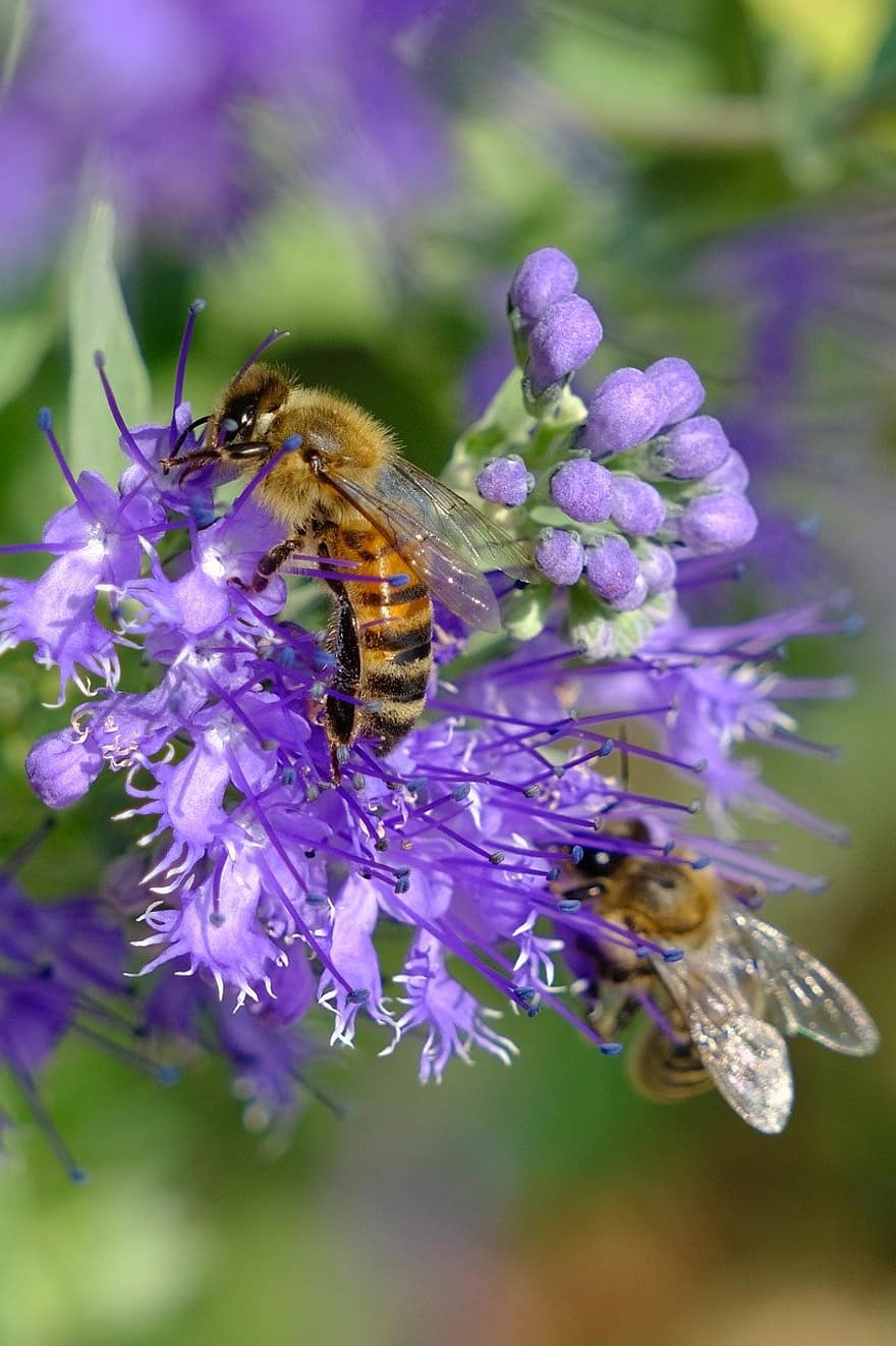 꿀벌, 꽃, 수분