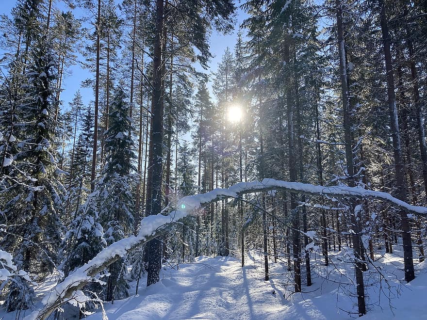дървета, сняг, зимен пейзаж, снежен пейзаж, Финландия, студ, зима, синьо небе, природа, замръзнал, скреж