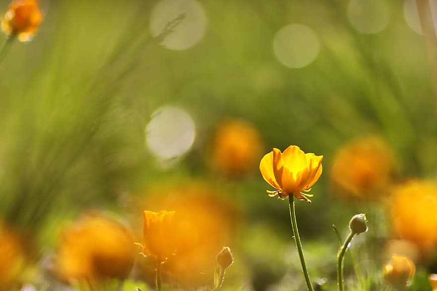 floare, inflori, a inflori, galben, portocale, iluminare din spate, vară, soare, bokeh, a închide, fotografierea macro