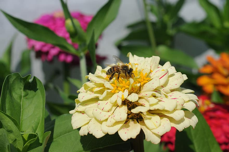 abeja, insecto, polinizar, polinización, flor, insecto con alas, alas, naturaleza, himenópteros, entomología