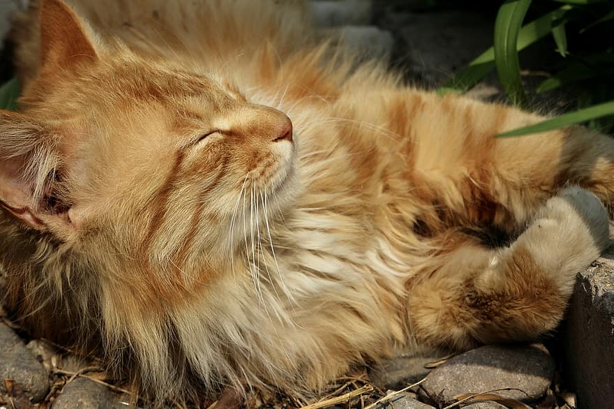 kedi, Evcil Hayvan, hayvan, uyuyor, turuncu kedi, yerli, memeli, sevimli, pisi