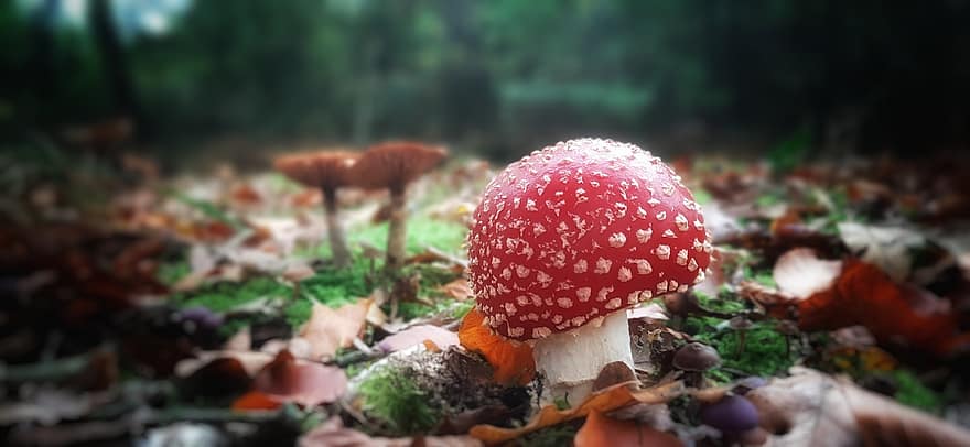 fungo, volare agarico, volare amanita, fungo rosso, fungo velenoso, muschio, foresta, natura, le foglie, autunno