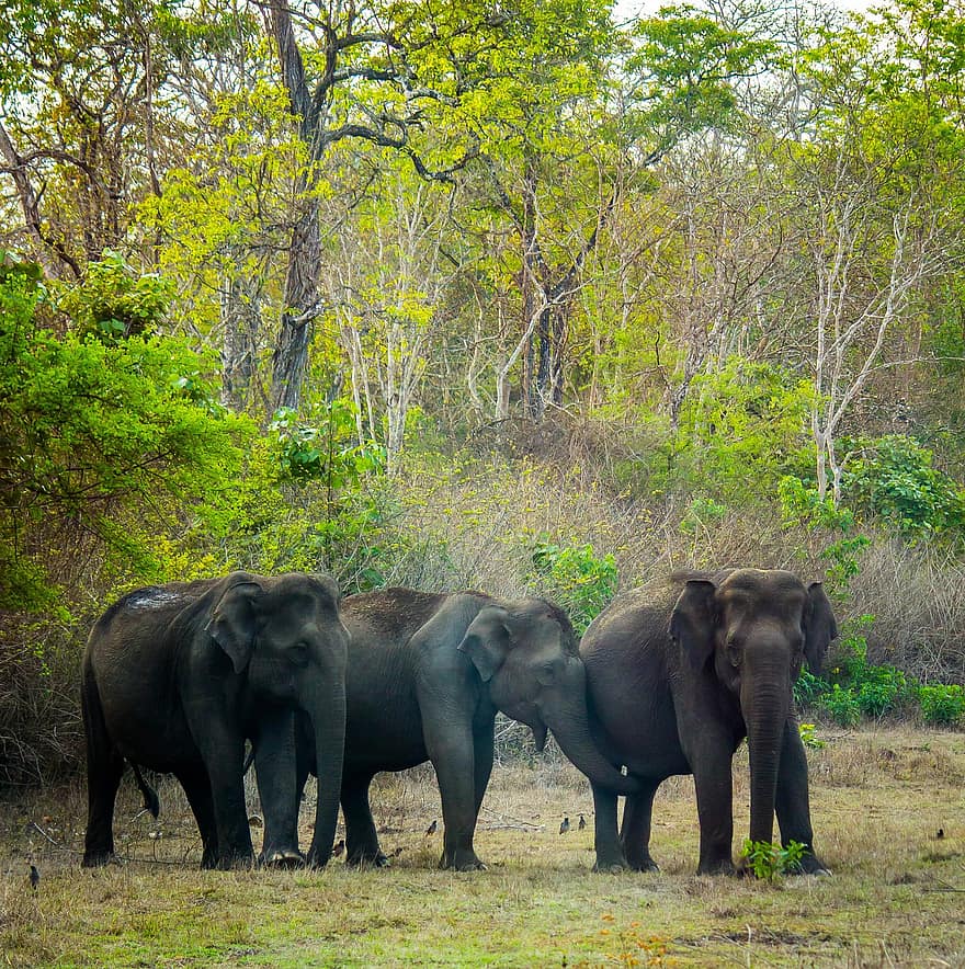 слонове, животни, дивата природа, дебелокож, бозайници, гора, природа, слон, животни в дивата природа, сафари животни, тропическа гора